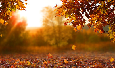 Fototapeta premium Piękny jesień krajobraz z. Kolorowe liście w parku. Spadające liście naturalne tło
