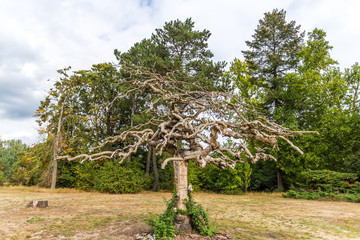 Urigurig, baum, alt, gross, laubbaum, sommer, tag, einzeln, park