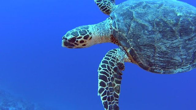 Red Sea hawksbill turtle eretmochelys imbricata swimming underwater on coral reef wall in tropical ocean