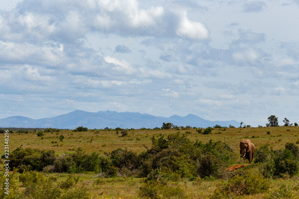 Wall mural Elephant strolling in the field