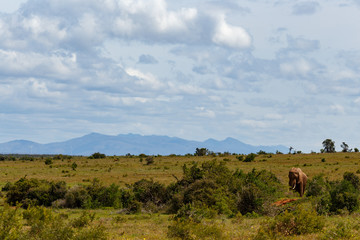Elephant strolling in the field