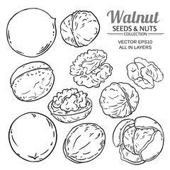 Obraz premium walnut plant vector