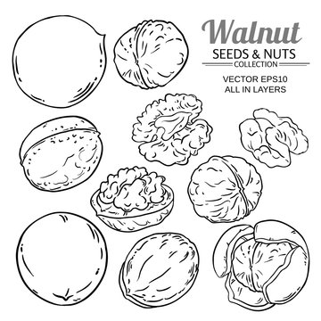 walnut plant vector