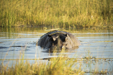 hippo emerging