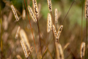 rośliny i kwiaty © kabanowster