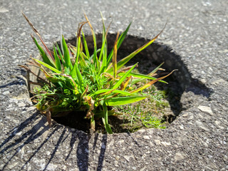 green plant in asphalt