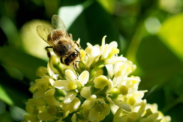 Honey bee