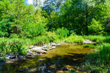 Naklejka na ściany i meble Small river in a forest on summer