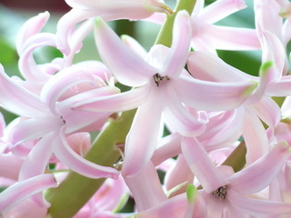 closeup of pink hyacinth