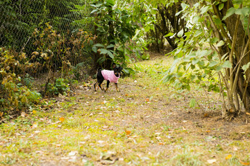 The puppy in knitted clothes poses