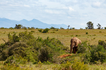 Fototapeta na wymiar Elephant walking in the field