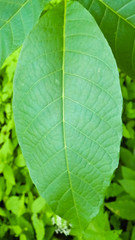 Green leaf as nature background.