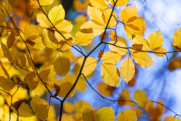 Yellow autumnal branches in a forest, blue sky background