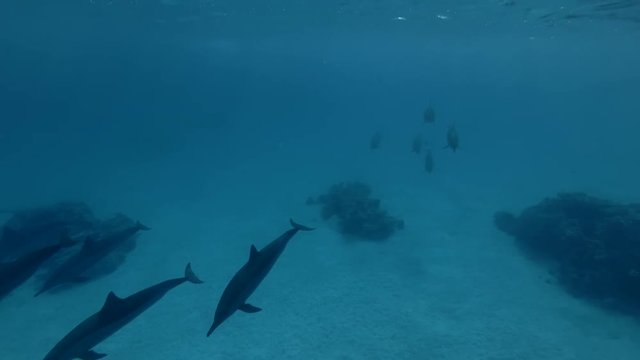 Woman look at a pod of Spinner Dolphins swims underwater (Underwater shot, 4K / 60fps)
