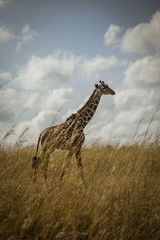 Giraffe in the Tall grass 