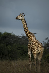 Naklejka na ściany i meble Giraffe in the Bush