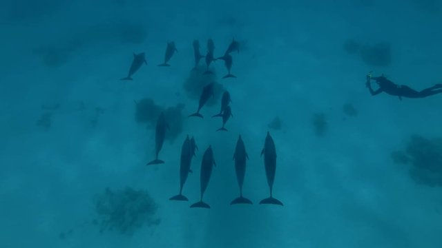 Freediver swims near a pod of Spinner Dolphins and photographs her (Underwater shot, 4K / 60fps)

