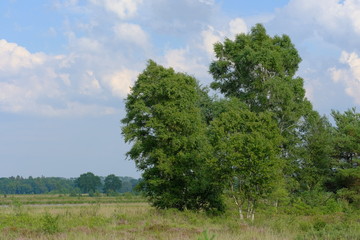 Verlüßmoor in der Umgebung von Osterholz-Scharmbeck im Sommer