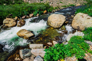 Angelica and other rich vegetation grow along mountain creek close up. Fast water stream with...