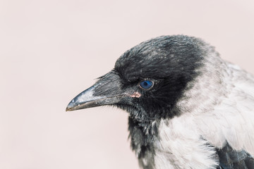 Head of young crow on gray background. Portrait of raven close up. Urban bird.