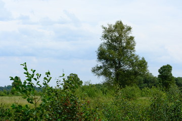 Verlüßmoor in der Umgebung von Osterholz-Scharmbeck im Sommer