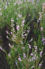 blooming heather