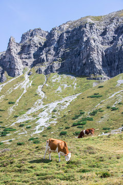 K&uuml;he grasen auf der Alm, Alpengebirge im Hintergrund