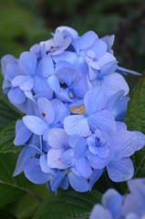 blue flowers