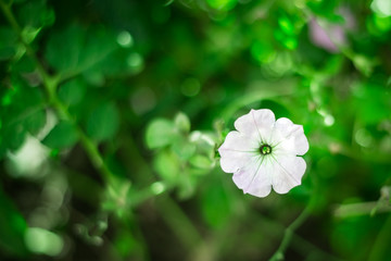 Obraz na płótnie Canvas white flowers on green soft blurry background