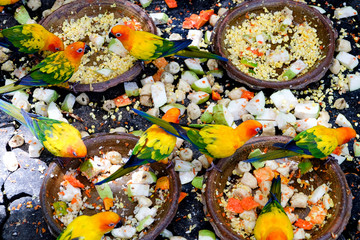 The Sun Conure Parrot eating food
