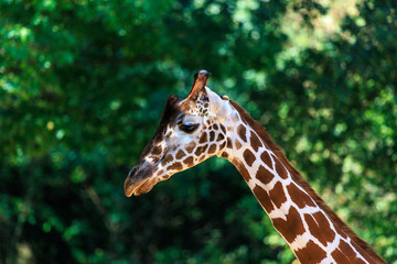 portrait of a giraffe