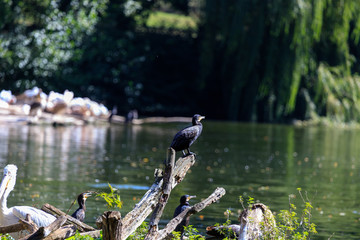 birds in the pond