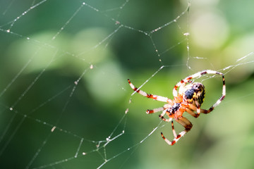 The spider sits in its web. The spider sits in a web and waits for prey.