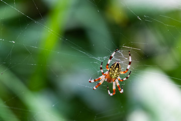 The spider sits in its web. The spider sits in a web and waits for prey.