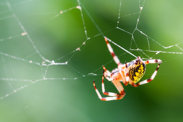 The spider sits in its web. The spider sits in a web and waits for prey.