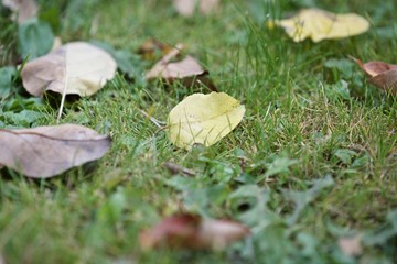 tree leaves in the grass 