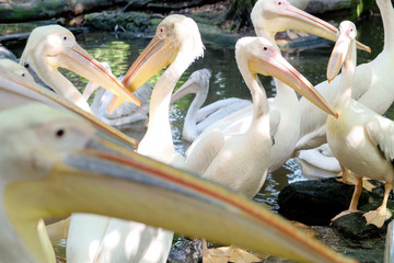 Great White Pelican in the zoo