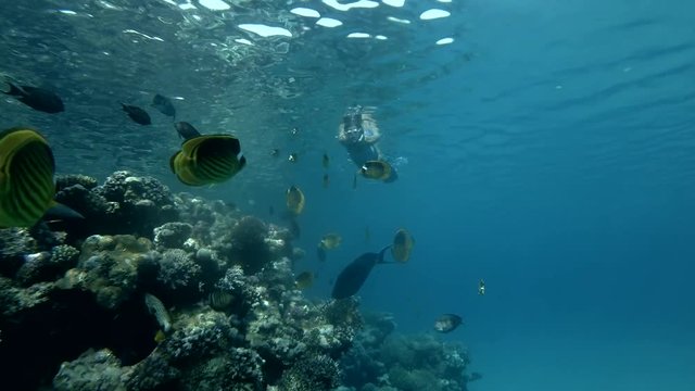 Woman in a mask and fins swim on the surface of water near coral reef at look at on tropical fish (Low-angle shot, Underwater shot, 4K / 60fps)
