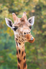 Fototapeta premium Funny close up of the head of a northern Giraffe (Giraffa camelopardalis)