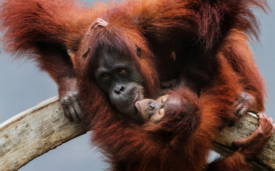 Obraz premium Orangutan