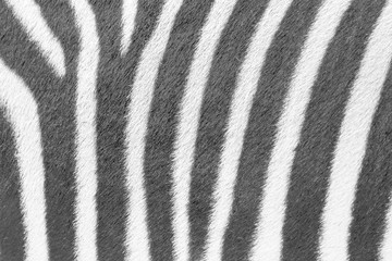 Fototapeta na wymiar Beautiful background close up of the black and white striped fur of the plains zebra (Equus quagga, formerly Equus burchellii), also known as the common zebra