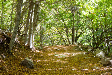 El otoño en Santa Fe del Montseny