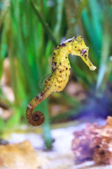 Close up of a beautiful Seahorse, presumably Hippocampus kuda, aka the estuary seahorse, yellow seahorse or spotted seahorse, native to the Indo-Pacific around Indonesia