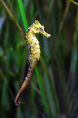 Close up of a beautiful Seahorse, presumably Hippocampus kuda, aka the estuary seahorse, yellow seahorse or spotted seahorse, native to the Indo-Pacific around Indonesia
