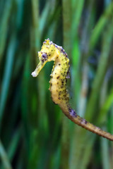 Close up of a beautiful Seahorse, presumably Hippocampus kuda, aka the estuary seahorse, yellow seahorse or spotted seahorse, native to the Indo-Pacific around Indonesia