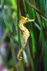 Close up of a beautiful Seahorse, presumably Hippocampus kuda, aka the estuary seahorse, yellow seahorse or spotted seahorse, native to the Indo-Pacific around Indonesia