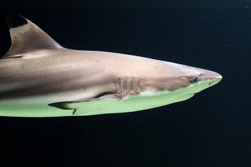 Naklejka premium Close up of the blacktip reef shark (Carcharhinus melanopterus) with its black fins in dark tropical waters