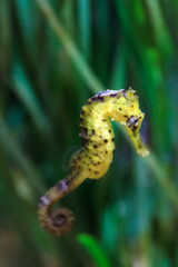 Close up of a beautiful Seahorse, presumably Hippocampus kuda, aka the estuary seahorse, yellow seahorse or spotted seahorse, native to the Indo-Pacific around Indonesia