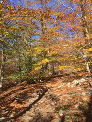 Perros disfrutando del otoño en el bosque