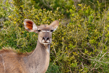 Close up of a female Kudu standing and staring